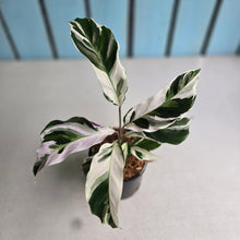 Load image into Gallery viewer, #H48 Calathea White Fusion