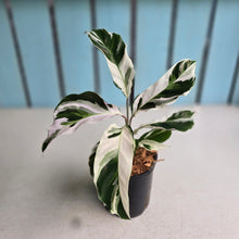 Load image into Gallery viewer, #H48 Calathea White Fusion