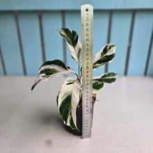 Load image into Gallery viewer, #H48 Calathea White Fusion