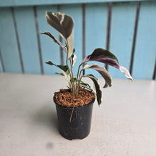 Load image into Gallery viewer, #H48 Calathea White Fusion