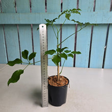 Load image into Gallery viewer, #H348 Schefflera Dwarf Ruffles