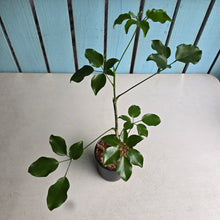 Load image into Gallery viewer, #H348 Schefflera Dwarf Ruffles