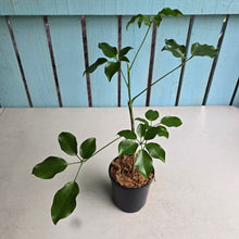 Load image into Gallery viewer, #H348 Schefflera Dwarf Ruffles