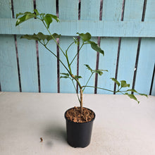 Load image into Gallery viewer, #H348 Schefflera Dwarf Ruffles