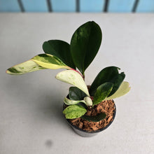 Load image into Gallery viewer, #G27 Peperomia Tropicolor