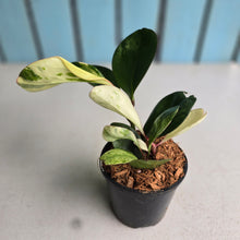 Load image into Gallery viewer, #G27 Peperomia Tropicolor