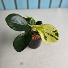 Load image into Gallery viewer, #G27 Peperomia Tropicolor