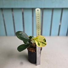 Load image into Gallery viewer, #G27 Peperomia Tropicolor