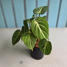 Load image into Gallery viewer, #G5 Philodendron Tinkle Bell - Miniature