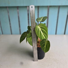 Load image into Gallery viewer, #G5 Philodendron Tinkle Bell - Miniature