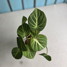 Load image into Gallery viewer, #G5 Philodendron Tinkle Bell - Miniature
