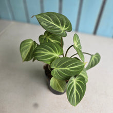 Load image into Gallery viewer, #G5 Philodendron Tinkle Bell - Miniature