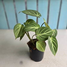 Load image into Gallery viewer, #G5 Philodendron Tinkle Bell - Miniature