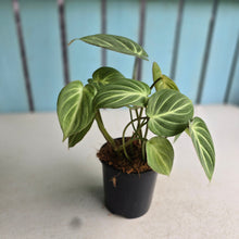 Load image into Gallery viewer, #G5 Philodendron Tinkle Bell - Miniature