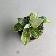 Load image into Gallery viewer, #B27 Philodendron Birkin