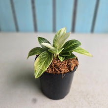 Load image into Gallery viewer, #B27 Philodendron Birkin