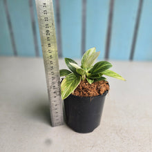 Load image into Gallery viewer, #B27 Philodendron Birkin