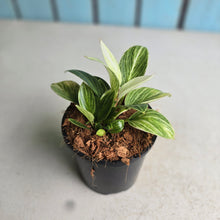 Load image into Gallery viewer, #B27 Philodendron Birkin