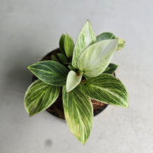 Load image into Gallery viewer, #B27 Philodendron Birkin