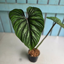 Load image into Gallery viewer, #7 Philodendron Plowmanii