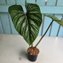 Load image into Gallery viewer, #7 Philodendron Plowmanii