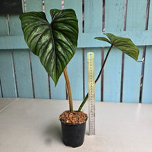 Load image into Gallery viewer, #7 Philodendron Plowmanii