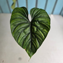 Load image into Gallery viewer, #7 Philodendron Plowmanii