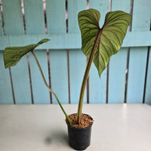 Load image into Gallery viewer, #7 Philodendron Plowmanii