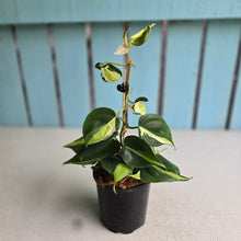 Load image into Gallery viewer, #W4 Philodendron Cream Splash