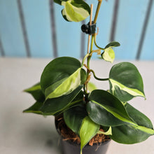 Load image into Gallery viewer, #W4 Philodendron Cream Splash