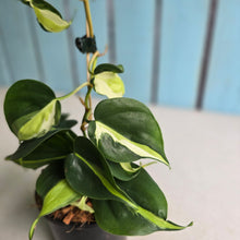 Load image into Gallery viewer, #W4 Philodendron Cream Splash