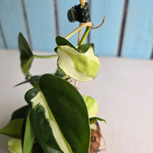 Load image into Gallery viewer, #W4 Philodendron Cream Splash