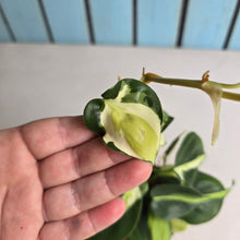 Load image into Gallery viewer, #W4 Philodendron Cream Splash