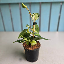 Load image into Gallery viewer, #W4 Philodendron Cream Splash