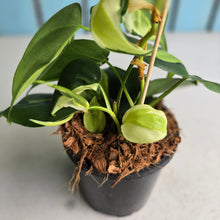 Load image into Gallery viewer, #W4 Philodendron Cream Splash