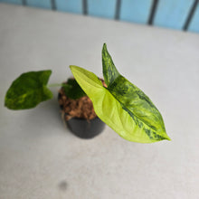 Load image into Gallery viewer, #H75 Syngonium Aurea Variegated