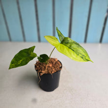 Load image into Gallery viewer, #H75 Syngonium Aurea Variegated