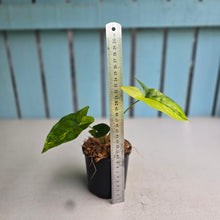 Load image into Gallery viewer, #H75 Syngonium Aurea Variegated