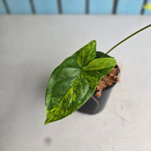 Load image into Gallery viewer, #H75 Syngonium Aurea Variegated