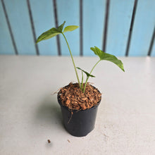 Load image into Gallery viewer, #H75 Syngonium Aurea Variegated