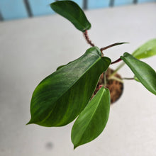 Load image into Gallery viewer, #W44 Philodendron Squamiferum