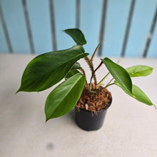 Load image into Gallery viewer, #W44 Philodendron Squamiferum