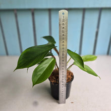 Load image into Gallery viewer, #W44 Philodendron Squamiferum