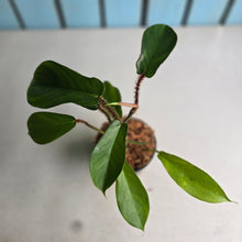 Load image into Gallery viewer, #W44 Philodendron Squamiferum