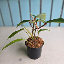 Load image into Gallery viewer, #W44 Philodendron Squamiferum