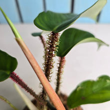 Load image into Gallery viewer, #W44 Philodendron Squamiferum