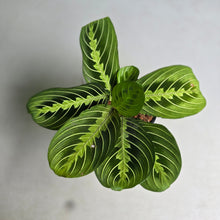 Load image into Gallery viewer, #22 Maranta Lemon Lime