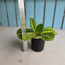 Load image into Gallery viewer, #22 Maranta Lemon Lime