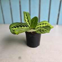 Load image into Gallery viewer, #22 Maranta Lemon Lime