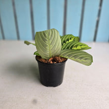 Load image into Gallery viewer, #22 Maranta Lemon Lime